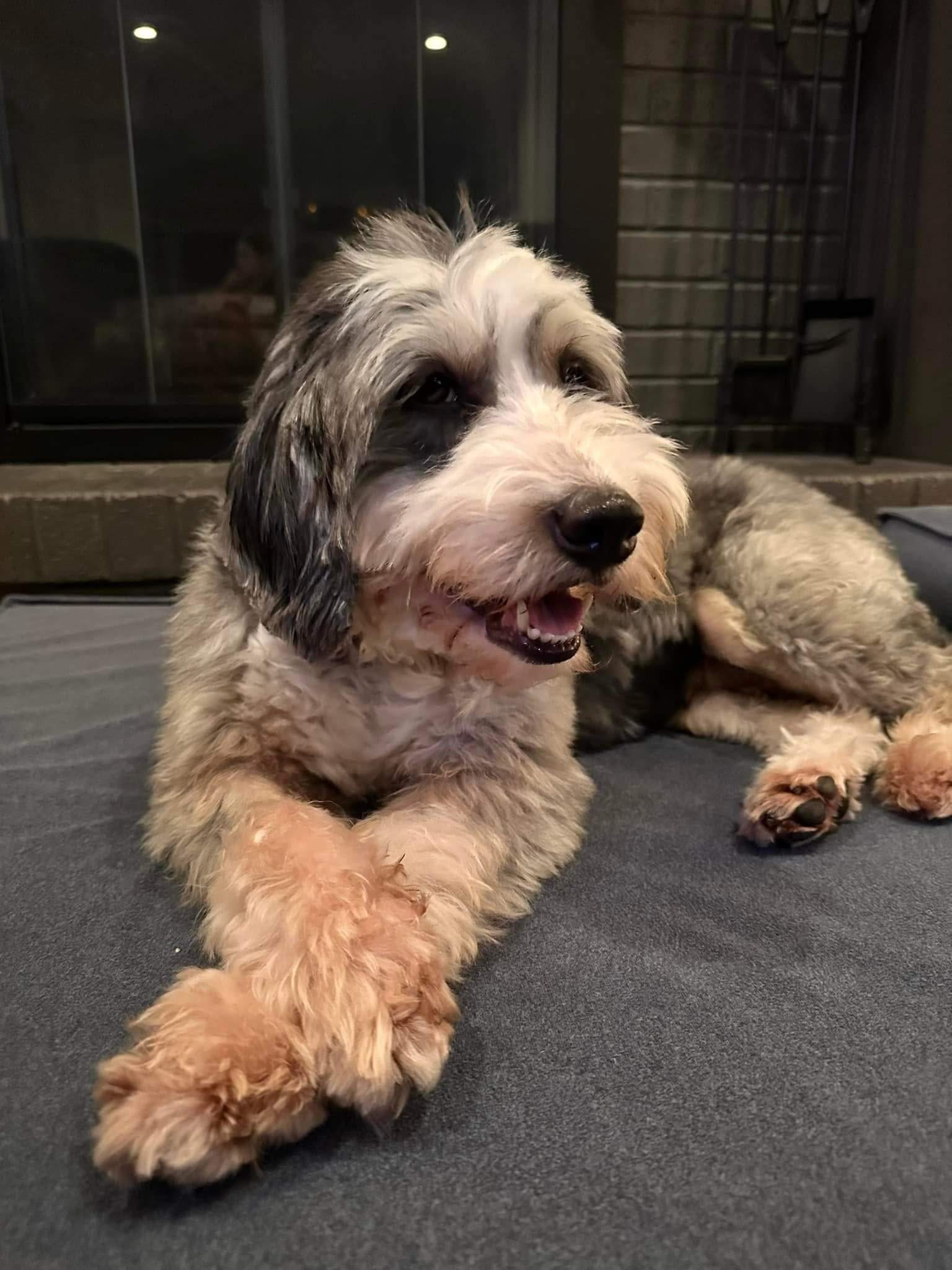 Mini bernedoodle laying with front legs crossed