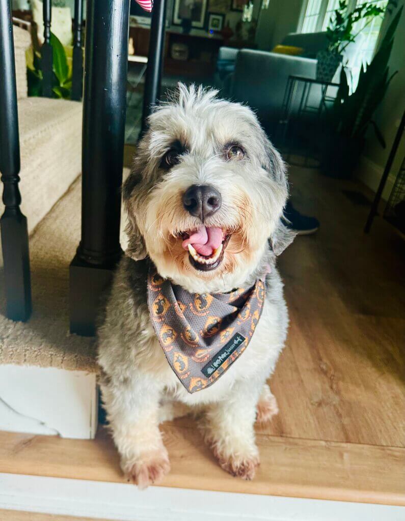 Mini bernedoodle sitting with a bandana on
