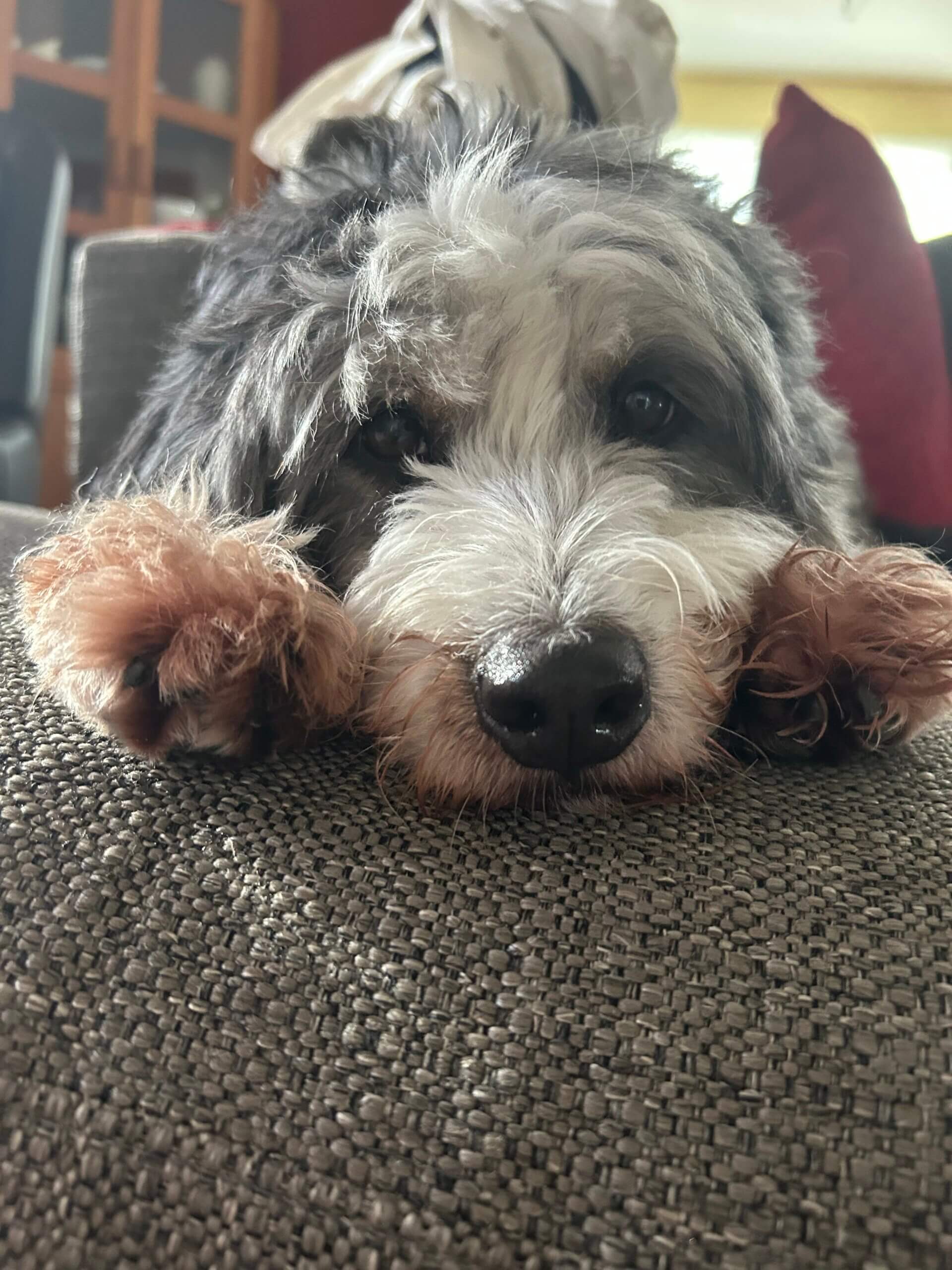 Mini bernedoodle resting her head on a couch