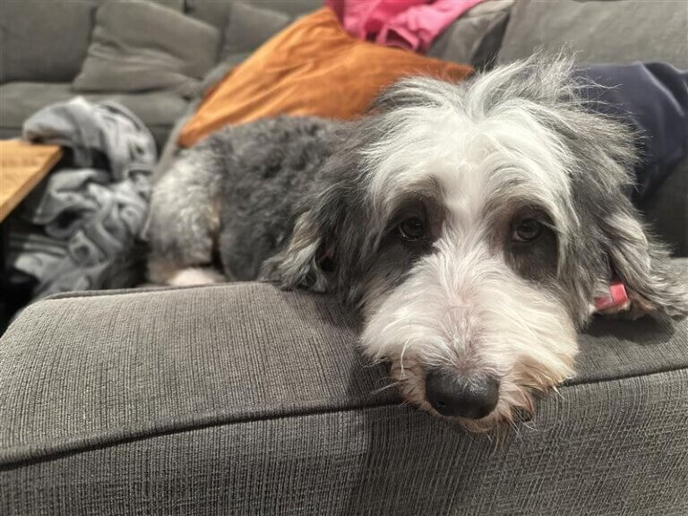 Mini bernedoodle lying on a couch