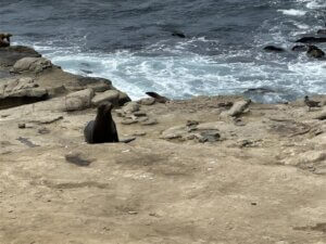 Image (3)