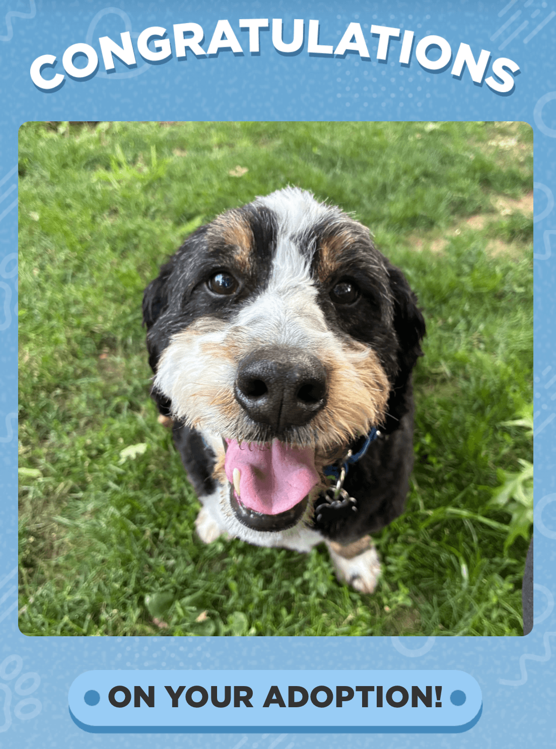 Adoption notice for a mini bernedoodle
