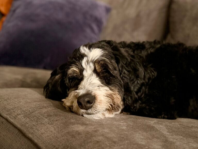 A mini bernedoodle sleeping on a couch