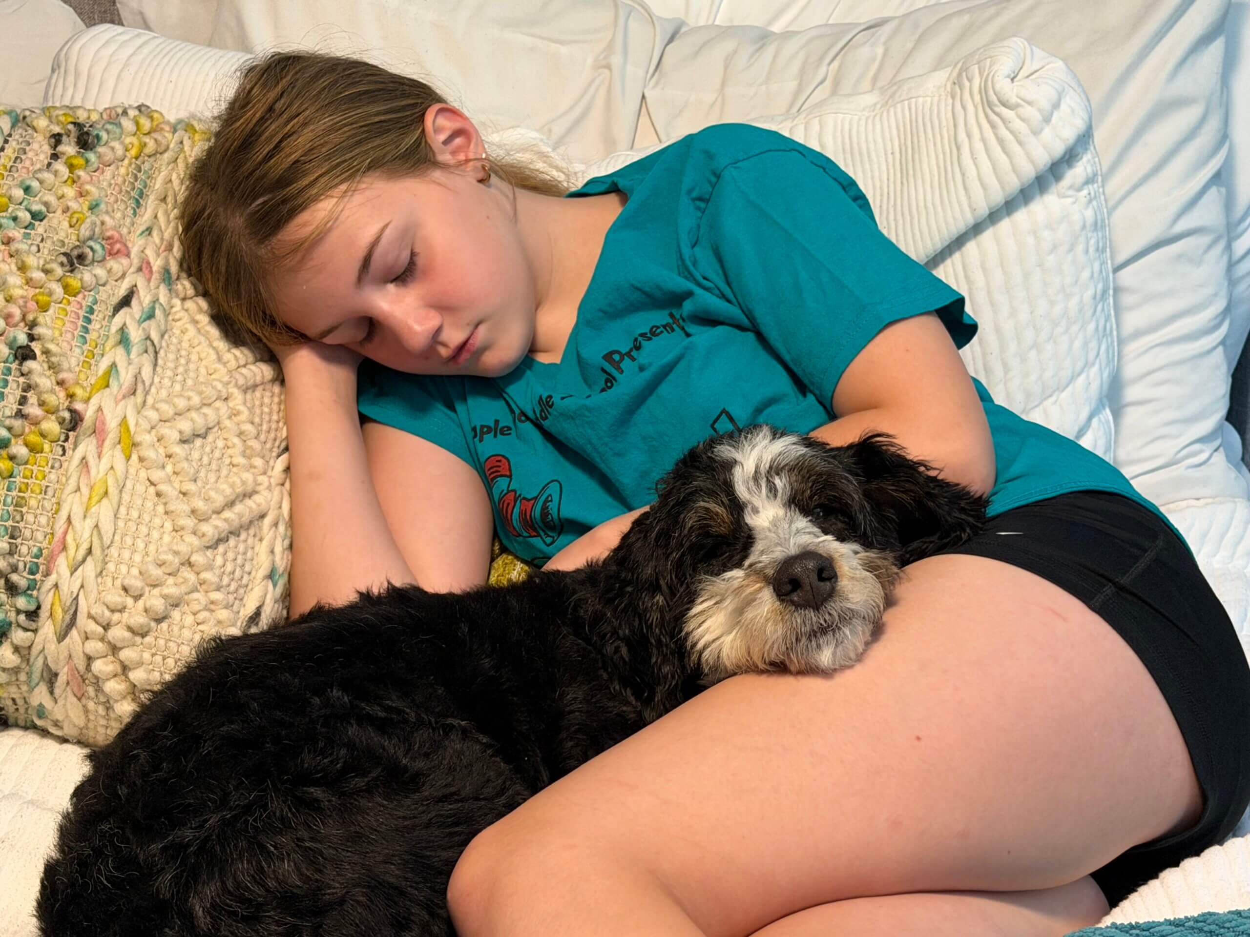 A mini bernedoodle snuggled with a young girl