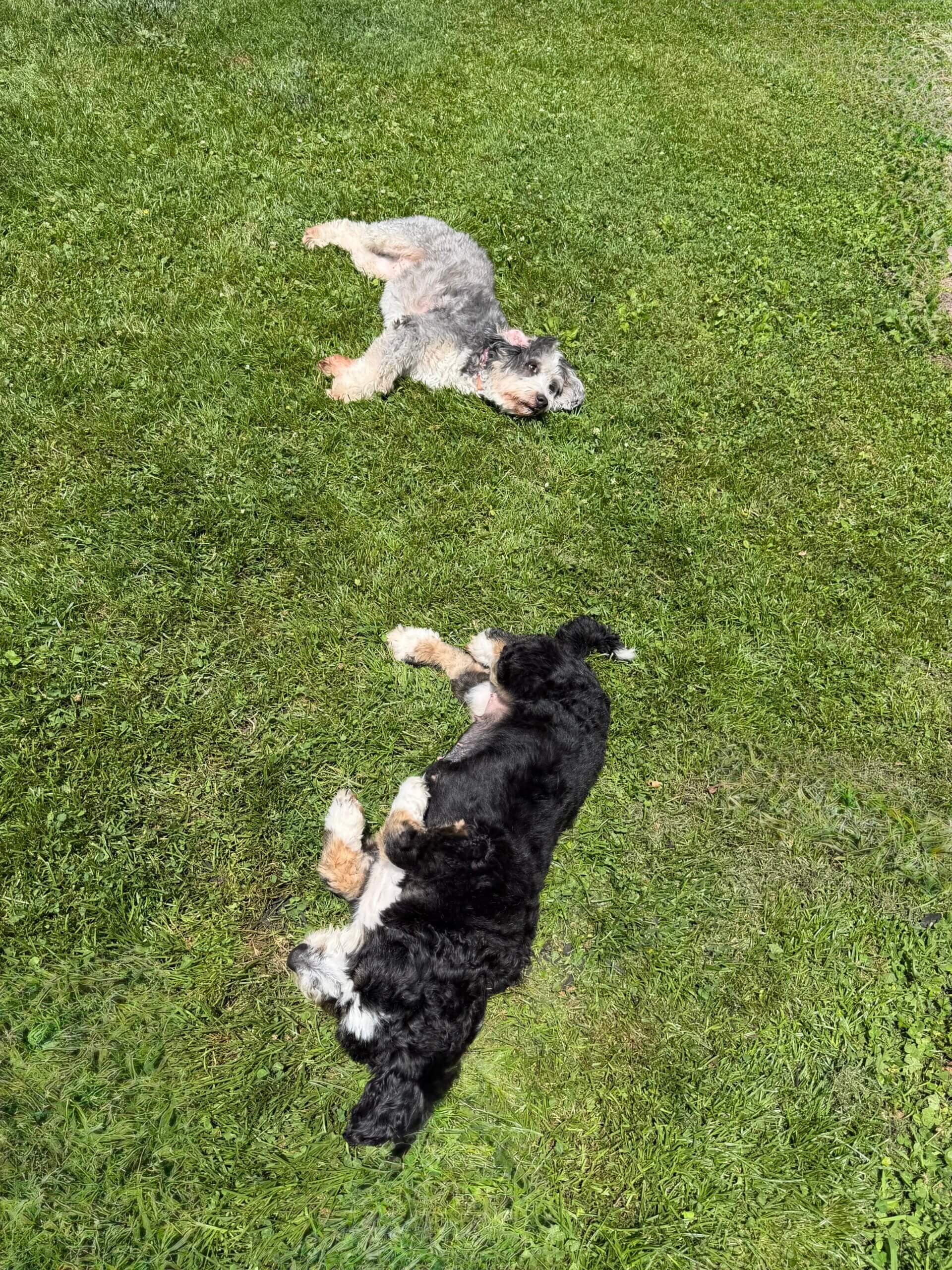 Two mini bernedoodles lying in grass