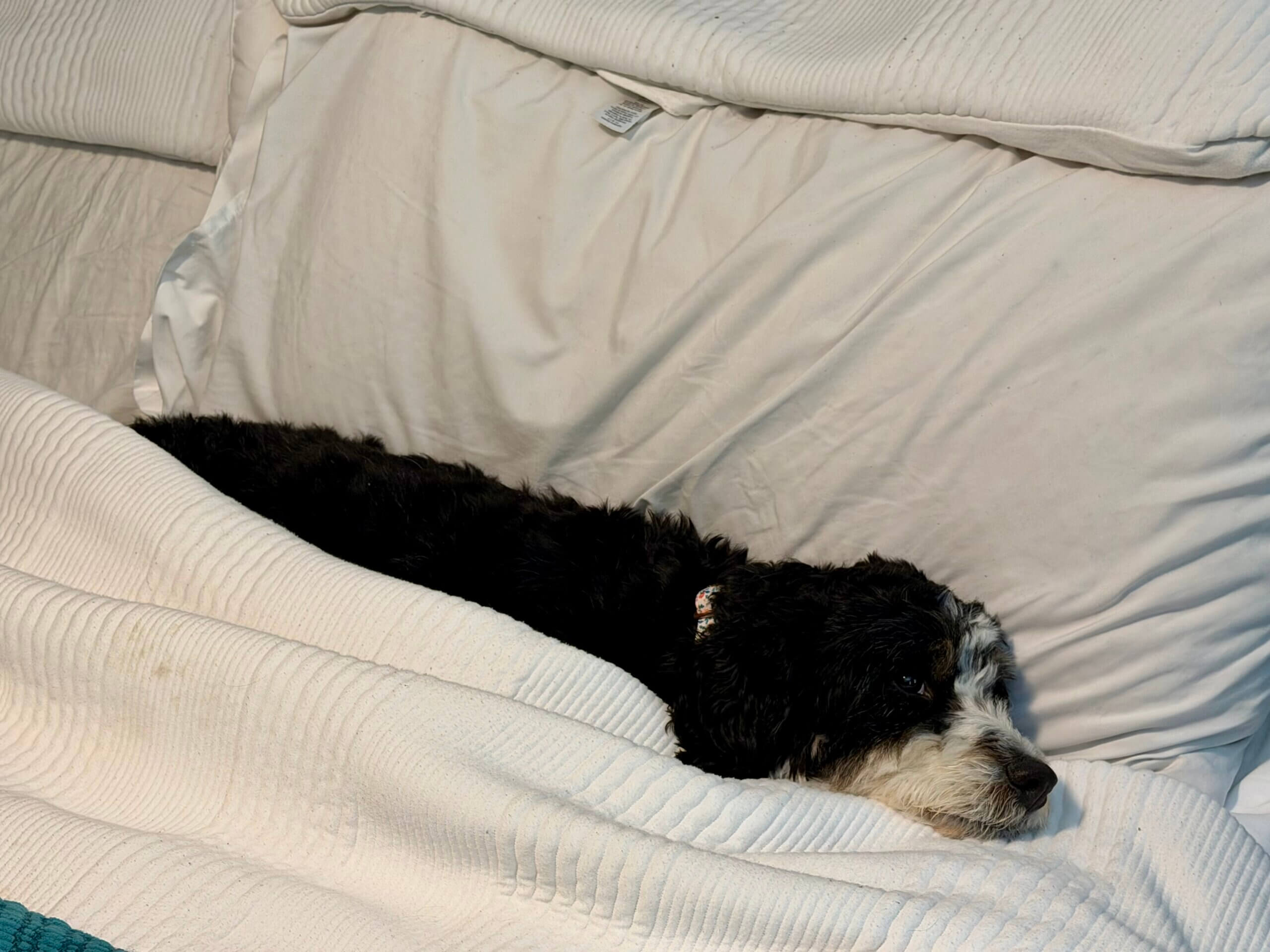 A mini bernedoodle sleeping on a bed