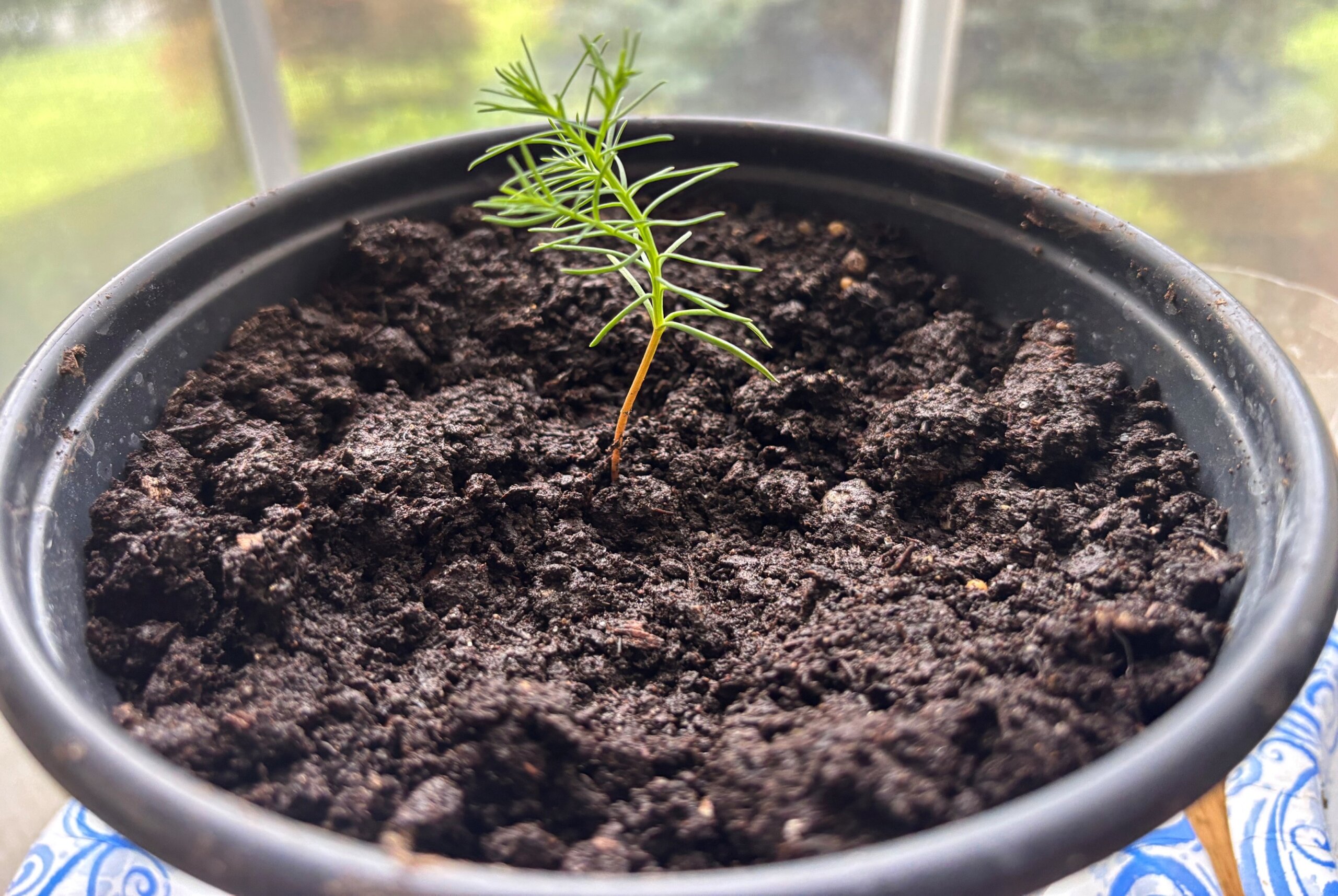 Sequoia