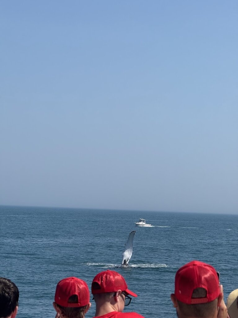 whale